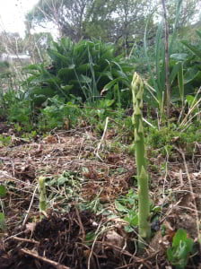 Asparagus growing in a forest garden guild with comfrey, strawberries and clover around a pear tree.