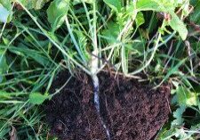 Daikon root in a rich garden soil profile.