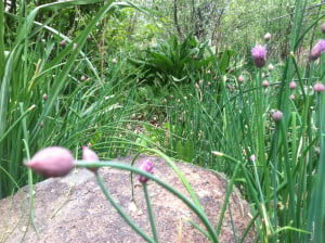 Chives almost in flower on a rock edge in the garden.