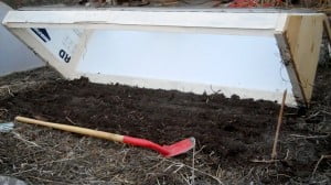 Prepping the soil and planting in the cold frame.