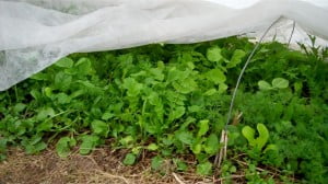 Greens thriving under remay cloth in a cold frame.
