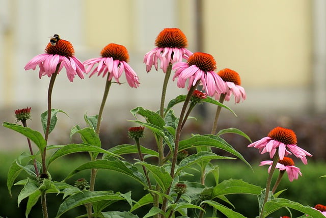 Coneflower - (Echinacea)  - Great for beneficial insects, humming birds, seeds are eaten by birds. 