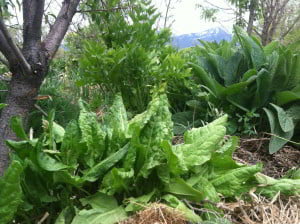 Sorrel in a guild with yarrow, comfrey and lovage around a peach tree.